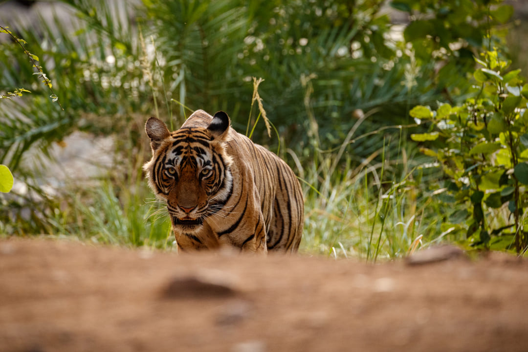 Conservación de fauna: Ficohsa fortalece su compromiso global
