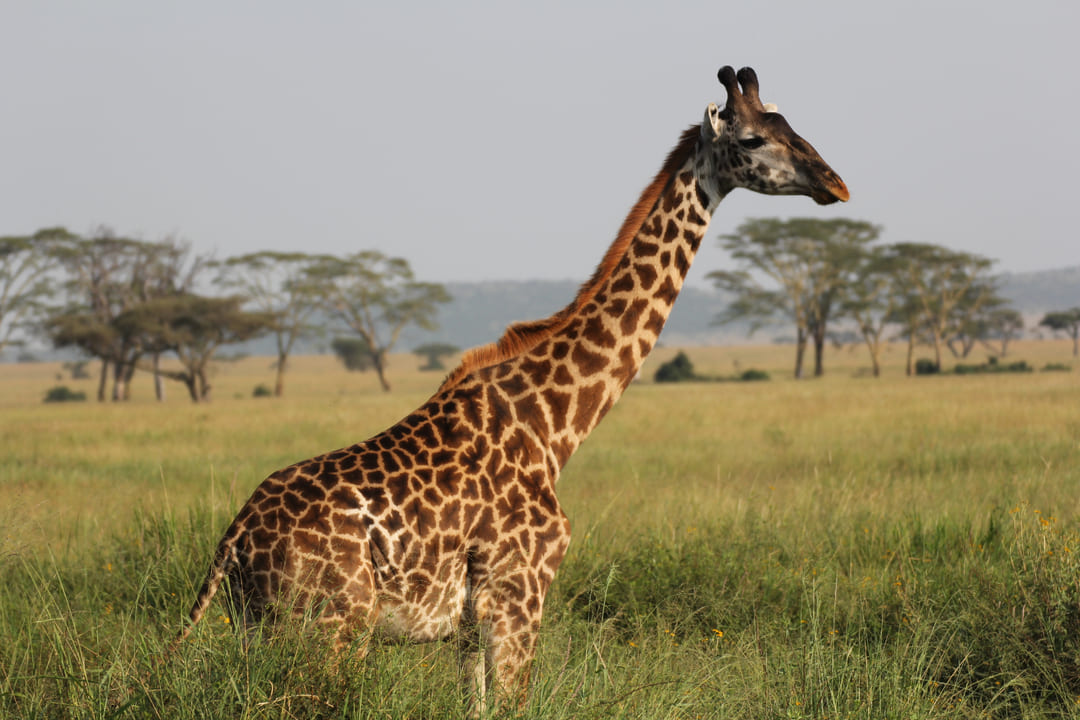 Ficohsa protege la vida silvestre en alianza con United for Wildlife